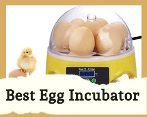 best egg incubator